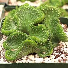 Image result for Euphorbia fortissima