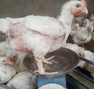 What are the best digital scales for weighing live meat birds?