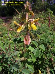 Image result for Crotalaria incana