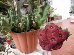 Image result for Orbea maculata