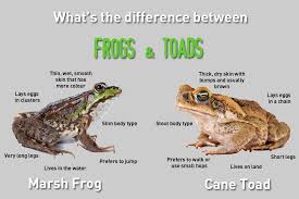 The Difference Between A Frog And A Toad Knowledgenuts Frog And Toad Frog Toad