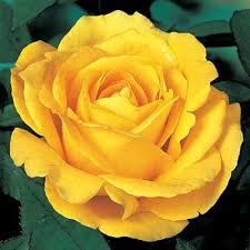 Whenever i see one, i feel full of love and light and i think of her. Yellow Rose Direct Gardening