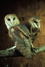 Teachers and students of the institution spotted the owl in the corridor, and rescued it through a combined effort on saturday. Tyto Alba Barn Owl Michigan Natural Features Inventory