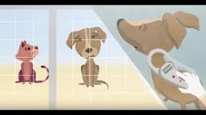 Die 413 besten bilder von tiere achten sie leben mit uns in 2019 buch schreiben kostenloses beispielbeispiel formatvorlagen laden sie word excel pdf herunter unglaubliche katze vermisst vorlage unglaubliche katze vermisst. Vermisste Tiere Hund Oder Katze Wiederfinden Philognosie