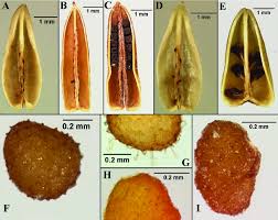 Image result for Saintpauliopsis lebrunii