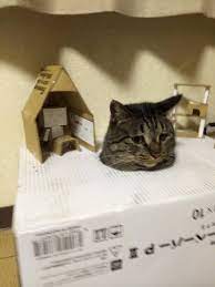 wpid lod73n3 jpg 600 800ピクセル 猫 かわいい動物の写真 可愛すぎる動物