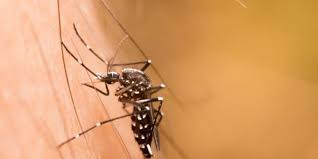 Demam dengue sendiri terbagi menjadi 2 yaitu demam dengue (dd) & demam berdarah dengue (dbd). Demam Berdarah Dengue Dbd Gejala Penularan Dan Penanganan Halaman All Kompas Com