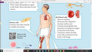Find below the ncert exemplar problems and their solutions for class 10 science chapter, carbon and its compounds (a) carbon (c) exhibits tetravalnecy and form four covalent bonds with other elements. Form 1 Science Chapter 2 Cell As The Basic Unit Of Life Part 3 Youtube
