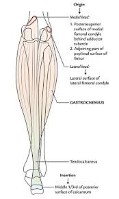 The lateral head originates from a facet on the upper lateral surface of the lateral condyle of the femur, where it joins the lateral supracondylar line. Easy Notes On Muscles Of The Posterior Compartment Of The Leg Earth S Lab