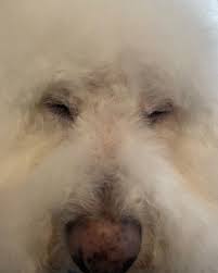 Tiger, our sweet, fluffy angel, you brought so much love and joy into our  lives. You were more than just a pet—you were family. Though you may be  gone, your paw prints