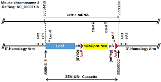 MDPI