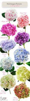 You can always purchase iron sulfate or use other more natural iron rich nutrients like blood meal to do the trick. How To Change Color Of Hydrangea Blooms To Pink Or Blue The Whoot