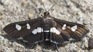 Desmia Sp Moth Butterfly Female