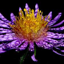 Being a deciduous vine, it presents a woody base from which the bright, waxy green foliage and vibrantly colored flowers emerge, and as you've probably already figured out, the plant is both. Flowers Make It Rain And Then Some Ecotone News And Views On Ecological Science