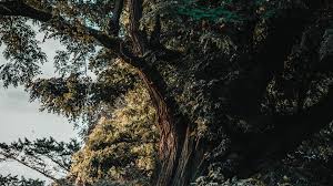 New best destkop wallpapers, wallpapers hd, hd wallpapers for pc, ipad, iphone, android phone. Acacia Tree Old Trunk Branches Leaves Picture Photo Desktop Wallpaper