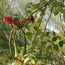 Check spelling or type a new query. The Trumpet Creeper Vine Makes Huge Red Trumpet Shaped Flowers Gjm Nature Media