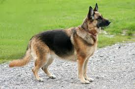 1 mâle gris argenté charbonné, 1 fauve charbonné et 1. Deutscher Schaferhund Haustierratgeber De