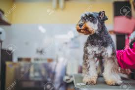 Miniature Schnauzer Trimming