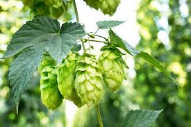 Hopfen braucht viel feuchtigkeit, darf aber auf keinen fall zu nass stehen. Hopfen Kostbare Natur