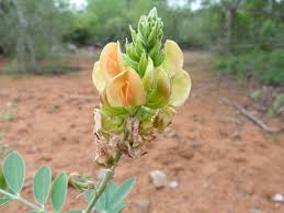 Image result for Tephrosia argyrolampra