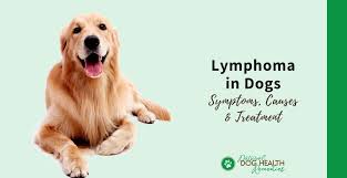 It can also prevent weight loss. Lymphoma In Dogs Symptoms And Treatment