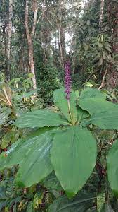 Image result for Palisota