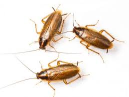How to get rid of american cockroaches. German Cockroach Regal Pest Control In Ocala The Villages Lady Lake Leesburg Fl
