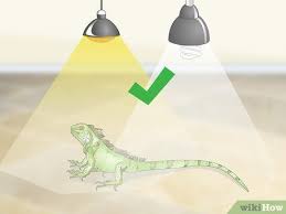 How To Care For An Iguana Iguana Iguana Care Iguana Pet