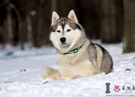 May 31, 2018 · cuidado del pelo del husky siberiano. Husky Siberiano Informacion Sobre La Raza Husky Siberiano