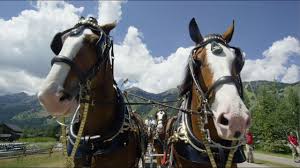 Maybe you would like to learn more about one of these? The Clydesdales Come Marching In Youtube