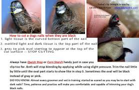 Pin By Dog Health On Floofy Dog Nails Trimming Dog Nails Clipping Dog Nails