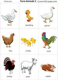 Animal Hewan Kartu Flash Binatang Ternak