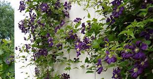 It is native to the united states, where it is endemic to the edwards plateau of texas. Clematis Viticella Hybrids Information On Species Pruning Planting Location And Trellises