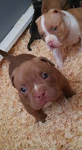 People Are The Ones Who Make Them Dangerous I Love Pit Bulls Pitbull Sevimli Kopek Yavrulari Sevimli Hayvan Yavrulari Ve Komik Hayvan