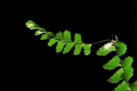 Image result for Asplenium normale