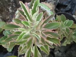 Image result for Kalanchoe laciniata