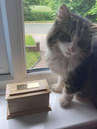 Check spelling or type a new query. Cat Returns Home After Family Thought They Had Cremated Him Warrington Guardian