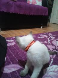 Kediler 2020 Kedi