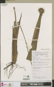 Image result for Hypolytrum pynaertii