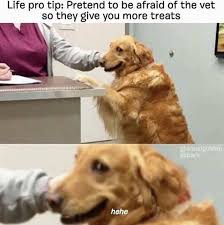 26 Sweet Memes To Pick You Up When You Re Down Memebase Funny Memes
