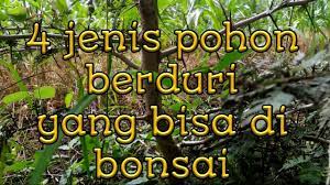 Check spelling or type a new query. 4 Jenis Pohon Berduri Yang Dapat Di Jadikan Bonsai Youtube