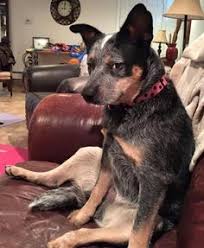 Bertie S Got The Heeler Sit Stink Eye Down Pat Heeler Puppies Austrailian Cattle Dog Blue Heeler Dogs