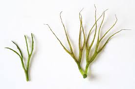 Image result for Ceratophyllum submersum