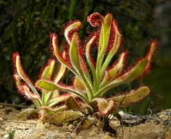 Image result for Walleria nutans