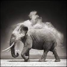 Nick Brandt Elephant With Exploding Dust Amboseli 2004 Available For Sale Artsy Nick Brandt Majestic Animals Animal Photography