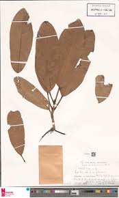 Image result for Dictyophleba ochracea