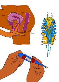 Image result for cervix position