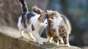 How do we know that cats have healing powers.? new studies have provided evidence that the cat's purr actually acts as a therapeutic apparatus, not only regenerating the body, but also fortifying it to resilient magnitudes. The Healing Power Of The Cat Purr Mental Floss