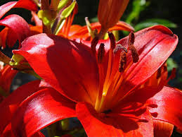 They bloom on top of dark green leaves. Red Orange Lily Flowers Art Prints Photograph By Patti Baslee