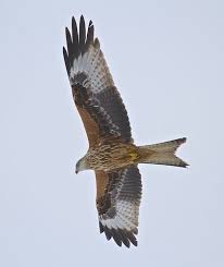 Red Kite Red Kite Raptors Bird Beautiful Birds
